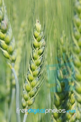 Wheat Grain Stock Photo