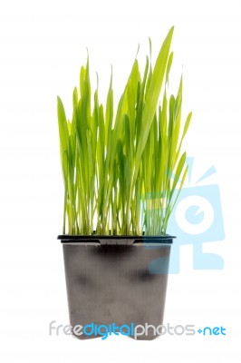 Wheat Grass Isolated Stock Photo