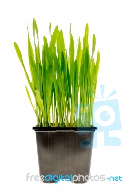 Wheat Grass Isolated Stock Photo