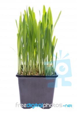 Wheat Grass Isolated Stock Photo