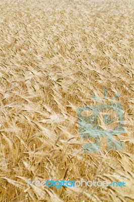 Wheat Plantation Stock Photo