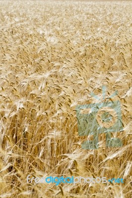 Wheat Plantation Stock Photo