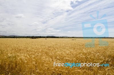 Wheat Plantation Stock Photo