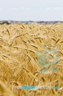 Wheat Plantation Stock Photo