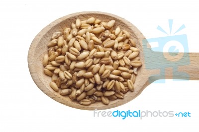 Wheat Seeds On Wooden Spoon Stock Photo