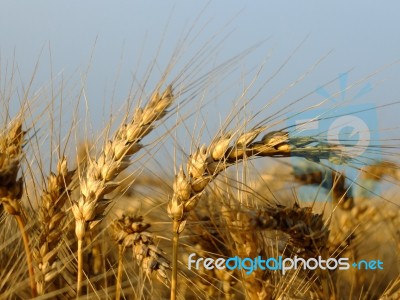 Wheat Spikes Stock Photo