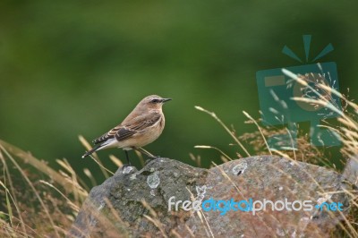 Wheatear Stock Photo