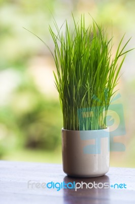 Wheatgrass Stock Photo