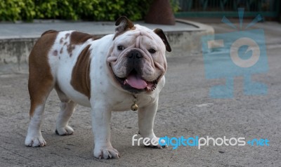 Whit English Bulldog Stock Photo