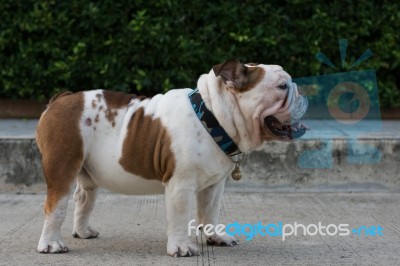 Whit English Bulldog Stand On The Street Stock Photo