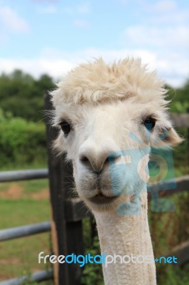 White Alpaca Head Stock Photo