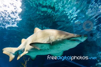 White And Gray Ragged Tooth Shark Stock Photo