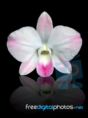 White And Pink Dendrobium Orchid Stock Photo