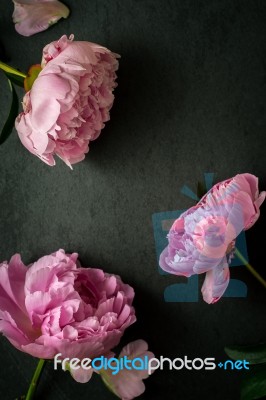 White And Pink Flower On The White Wooden Table Stock Photo