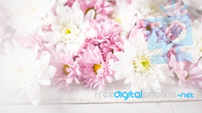 White And Pink Flowers On The White Wooden Background Stock Photo