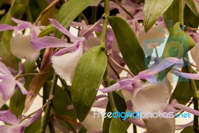 White And Purple Aphyllum Orchid Stock Photo