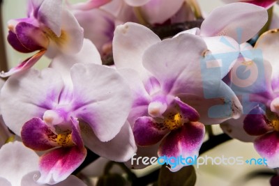 White And Purple Phalaenopsis Stock Photo