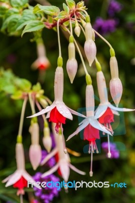 White And Red Fuchsia Blossom On Tree Stock Photo