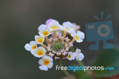 White And Yellow Flower Stock Photo