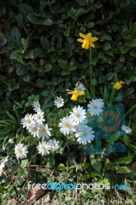 White And Yellow Flowers In Micheldever Stock Photo