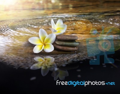 White And Yellow Fragrant Flower Plumeria Or Frangipani On Cryst… Stock Photo