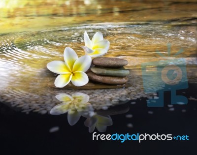 White And Yellow Fragrant Flower Plumeria Or Frangipani On Cryst… Stock Photo