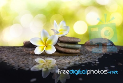 White And Yellow Fragrant Flower Plumeria Or Frangipani On Water… Stock Photo