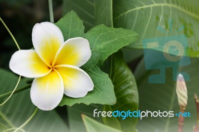 White Anf Yellow Flower Plumeria Or Frangipani With Fresh Coccin… Stock Photo