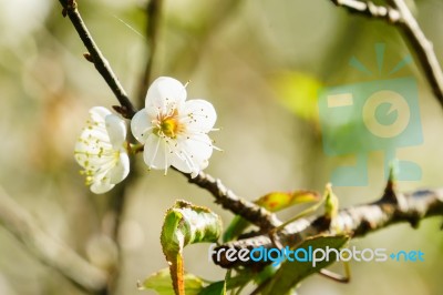 White Apricot Blossom Flower Stock Photo