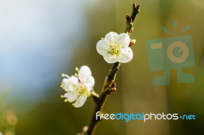 White Apricot Blossom Flower Stock Photo