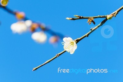 White Apricot Blossom With Blue Sky Stock Photo