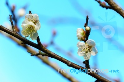 White Apricot Blossom With Blue Sky Stock Photo