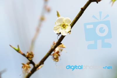 White Apricot Blossom With Blue Sky Stock Photo