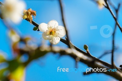 White Apricot Blossom With Blue Sky Stock Photo