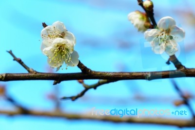 White Apricot Blossom With Blue Sky Stock Photo