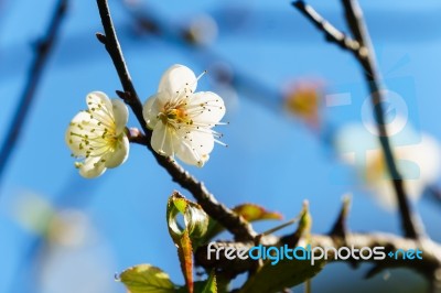 White Apricot Blossom With Blue Sky Stock Photo