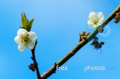 White Apricot Blossom With Blue Sky Stock Photo