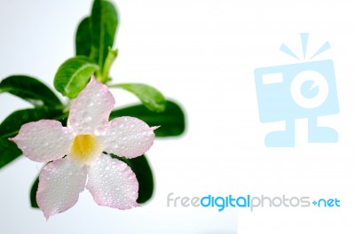 
White Azalea Flowers On The Boards Stock Photo