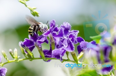 White-banded Digger Bee (amegilla Quadrifasciata) Stock Photo