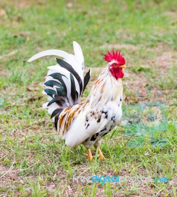 White Bantam Stock Photo