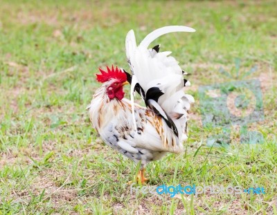 White Bantam Stock Photo