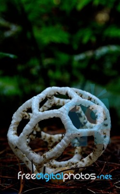 White Basket Fungus Stock Photo