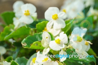 White Begonia Flower In Garden Stock Photo