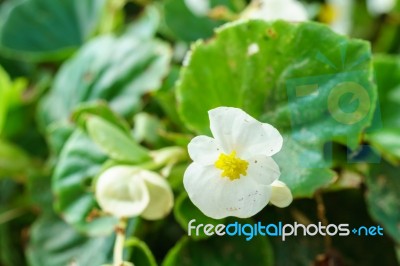 White Begonia Flower In Garden Stock Photo