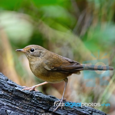 White-bellied Redstart Stock Photo