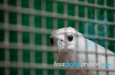 White Bellied Sea Eagle In Cage Stock Photo