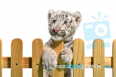 White Bengal Tiger Stock Photo