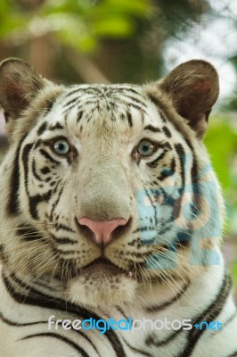 White Bengal Tiger Stock Photo