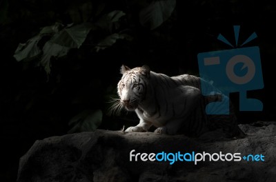 White Bengal Tiger Stock Photo