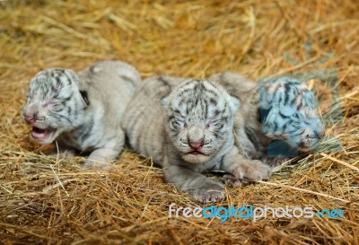 White Bengal Tiger Cub Stock Photo